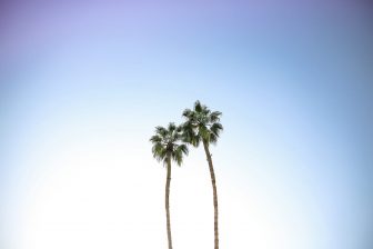 Top of palm trees on a cloudless days