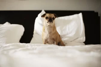 pug sitting on bed